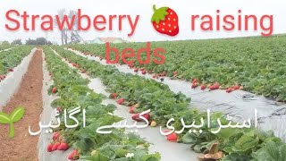 Raising Beds for Strawberry 🍓 plants 🌱سٹرابیری کے لئے زمین کی تیاری🌱🍓 [upl. by Ramey2]