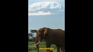 MOUNT KILIMANJARO Africa tallest mountain World highest free standing mountain facts shorts [upl. by Alinna]