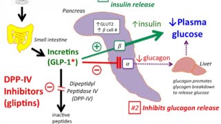 DPP4 Inhibitors Sitagliptinvildagliptin Mechanism of action [upl. by Thistle]