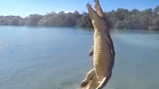 Largest Crocodile Jumping for meal  Alligator Jumps to attack Viral Video 2015 [upl. by Oralee]