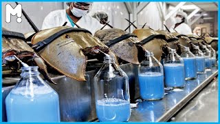 Horseshoe Crab Harvesting and Blue Blood Extracting  Horseshoe Crab Egg Fertilization Process [upl. by Llednohs321]