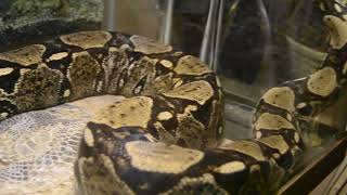 huge scary redtail boa constrictor [upl. by Garratt]