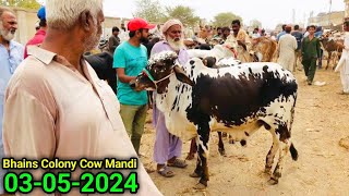 Bhains Colony Mandi Karachi Cattle Update 03052024  FRIDAY Special 150K Lost 😳  Cow Mandi 2024 [upl. by Einolem502]