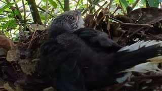 Greenbilled malkoha birds In the nest waiting for the mother to adopt [upl. by Kaenel]