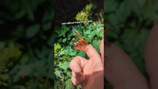 Cicada Killers  one of the biggest and most docile wasps in North America wasp cicada bugs [upl. by Maure]