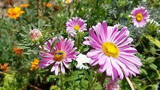 Transylvanian Blooms A Colorful August Garden [upl. by Tjon492]