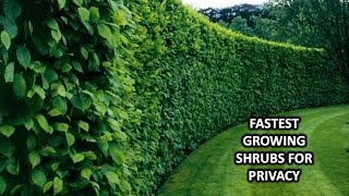 FAST GROWING SHRUBS AND BUSHES FOR CREATING PRIVACY [upl. by Asoj467]