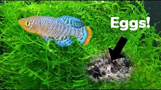 Notho Killifish Breeding How to Breed and Hatch Nothobranchius Rachovii in Peat Moss [upl. by Ayahs]