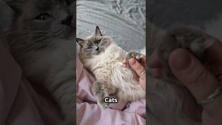 How Cats Help with Anxiety 🐱💖 shorts cats cat [upl. by Nonnel]