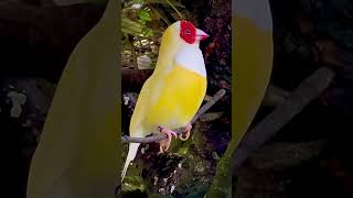 Gouldian finch male bird singing bird birds animals nature pets aviary cute pet birdsounds [upl. by Lenaj]