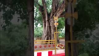 Moongilanai kamatchi Amman devathana patti theni travel tamilnadu [upl. by Cordy760]