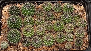 REPOTTING MAMMILLARIA KARWINSKIANA SEEDLINGS ONLY CREST I’VE GROWN FROM SEED cactus plants [upl. by Legin]