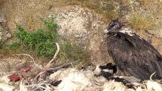 Deux poussins gypaète barbu introduits en Corse [upl. by Oramlub750]