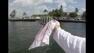 INSANE Fish Species Caught in the Boynton Inlet [upl. by Isyak]