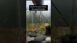 Home made fish medicine 💊 for  Parasite 🪱 free and healthy gut shortsaquariumfish ytshorts [upl. by Najed]