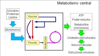 Metabolismo microbiano 02 Introducción Metabolismo central [upl. by Drofiar301]