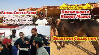 Mandi Se Qarib Mandi Munasib Price Range Dream World Resort Mandi Faisal Cattle Farm 2024 [upl. by Erdman]