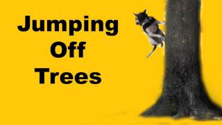 Bouncing off trees clicker dog training [upl. by Lemak]