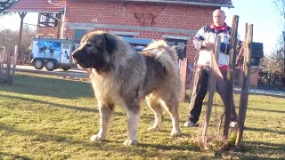 103 KILOGRAMS DOG dog pets animals doglover jozodogs caucashianshepherd puppy nature [upl. by Dorinda]