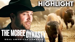 The McBee Boys Wrangle Wild Buffalo  The McBee Dynasty Real American Cowboys S1 E5  USA [upl. by Airret]