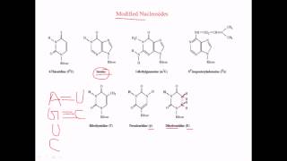 Modified nucleosides in RNA [upl. by Orrocos]