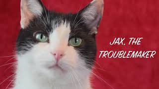 JAX quotthe Troublemakerquot Amazing Acrocats Most Popular Cat 2021 [upl. by Cosetta]