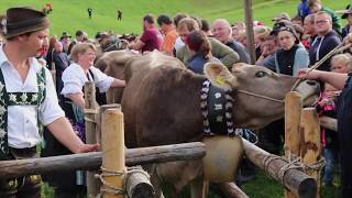 Viehscheid in Obermaiselstein 2018 [upl. by Alohcin]