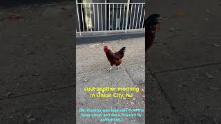 Rooster Takes Over City Street in Union City New Jersey [upl. by Derte896]