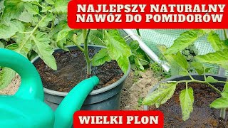 Pierwsze nawożenie pomidorów Jak nawozić pomidory NAJWAŻNIEJSZE ZASILENIE [upl. by Ylnevaeh897]