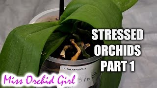 Rejuvenating stressed Orchids Part 1  Limp leathery leaves [upl. by Azila]