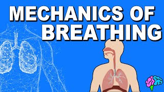 Mechanics of Breathing EXPLAINED [upl. by Waugh]