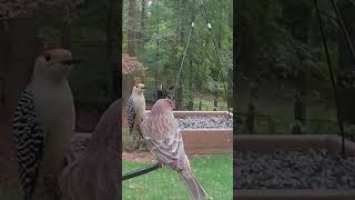 Who’s Your Favorite at the Feeder RedBellied Woodpecker Tufted Titmouse or Male House Finch [upl. by Sy782]