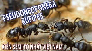 PSeudoneoponera Rufipes loài kiến Semi claustral lớn nhất Việt Nam [upl. by Hulda614]