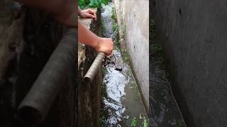 Mancing Di Pinggir Jalan raya dapat ikan korban banjir [upl. by Rosa]