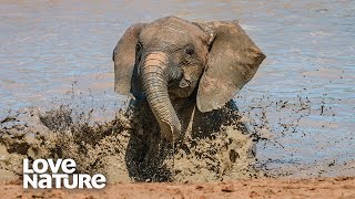 Baby Elephant Takes First Swim After Long Drought  Love Nature [upl. by Erreid]