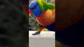 Beautiful Birds in the world  Rainbow Lorikeet Action [upl. by Ellasal565]