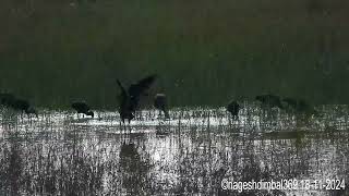 Black Ibises Foraging by the Lake [upl. by Dahraf890]