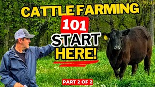 Cattle Farming 101 A Beginner’s Guide to Raising Cattle Part 2 [upl. by Drauode]