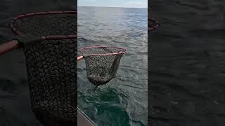 CATCHING Cobia at Shipping Beacons [upl. by Tod]