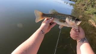 Custom painted whopper plopper [upl. by Htrap]