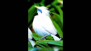 Birds mating season zoology biology viralshort birds beauty [upl. by Auqinaj]