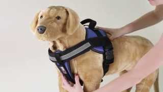 Dogline Unimax multi purpose harness fitting with chest plate [upl. by Hserus274]