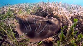 Aldinga Reef Freedive  Ep 170 [upl. by Einial]