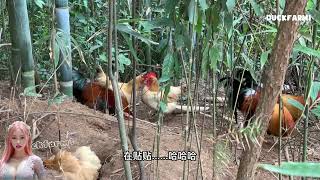 Raising Indigenous Chickens in a Natural Habitat Chickenfarm69 IndigenousChickens FarmLife [upl. by Sacttler]