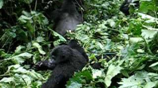 Silverback mountain gorilla pulls down tree with one arm [upl. by Yddur451]