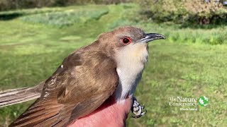 Blackbilled Cuckoo  Nature Near You [upl. by Whitelaw162]