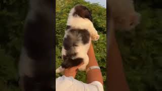 Cute Shih Tzu Dog Sale shihtzu trending dog [upl. by Robi]