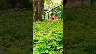 Yaru da antha payan lion 🦁 version 🤣🤣shortsfeed zoo funnycomedy stressbuster [upl. by Nomolos]