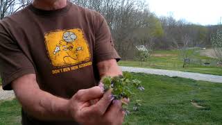 Henbit The NutrientRich Herb That Could Save Your Life [upl. by Amethist]