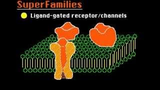 Ion Channels [upl. by Aved]